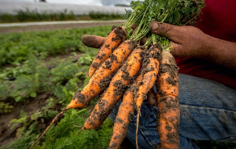Top 10 Carrot and Turnip producing countries in the world - production and area under cultivation [2019]