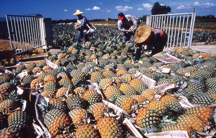 Pineapple production in Taiwan
