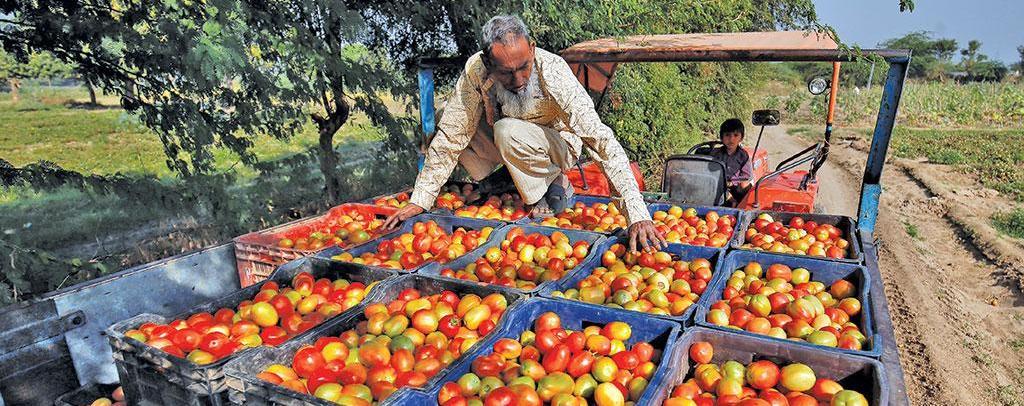 Top 10 Tomato producing states in India [2021-22]